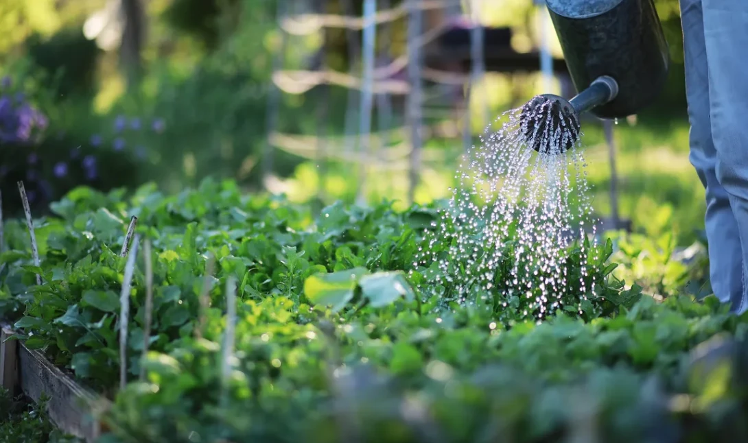 10 conseils pour économiser l’eau au jardin